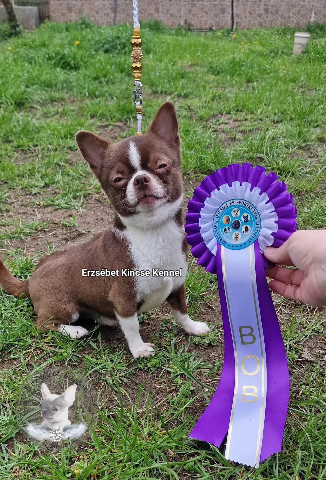 Erzsébet Kincse Némó a Best of Breed rozettájával