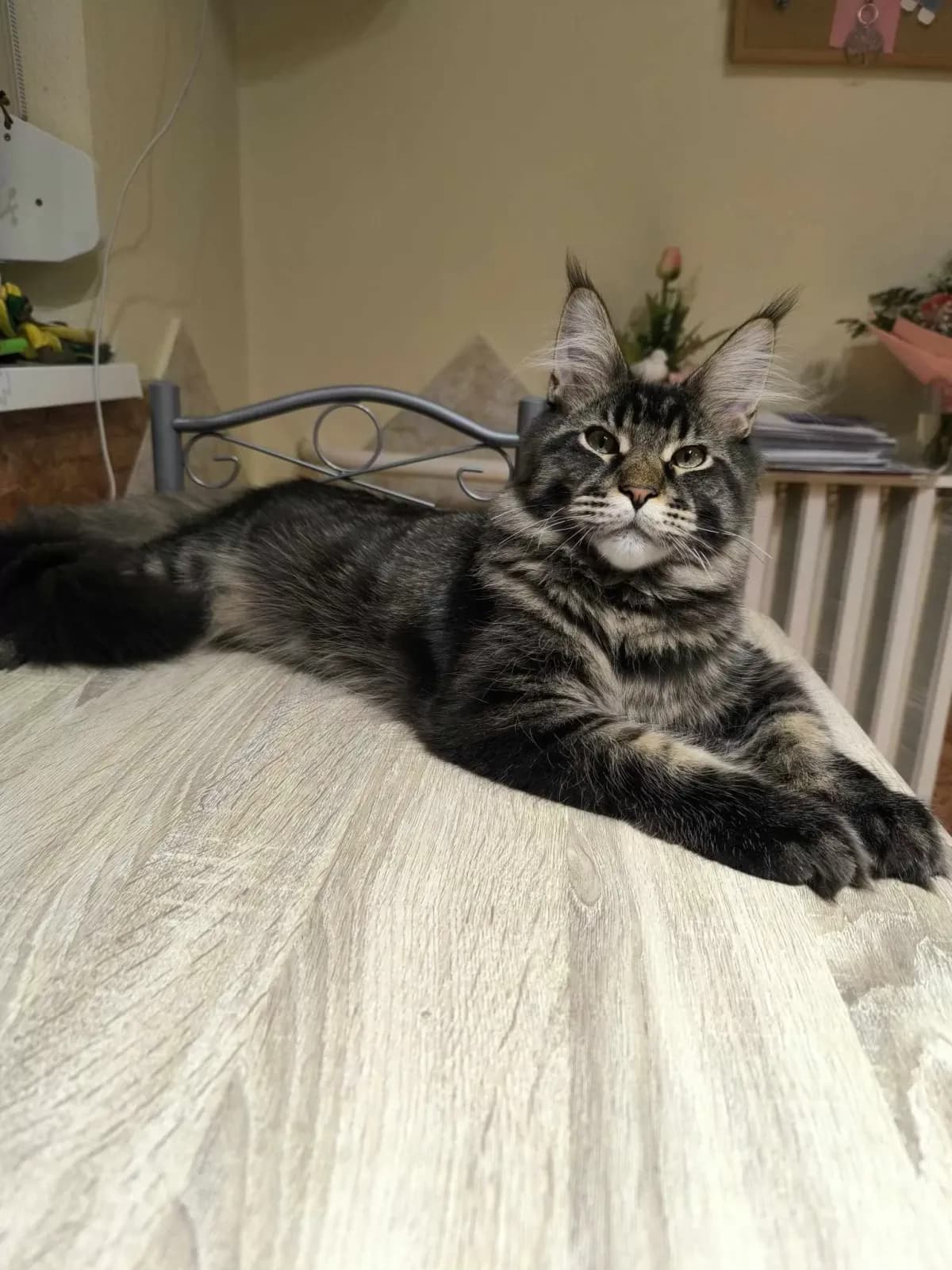 Egykori kiscicánk új otthonában