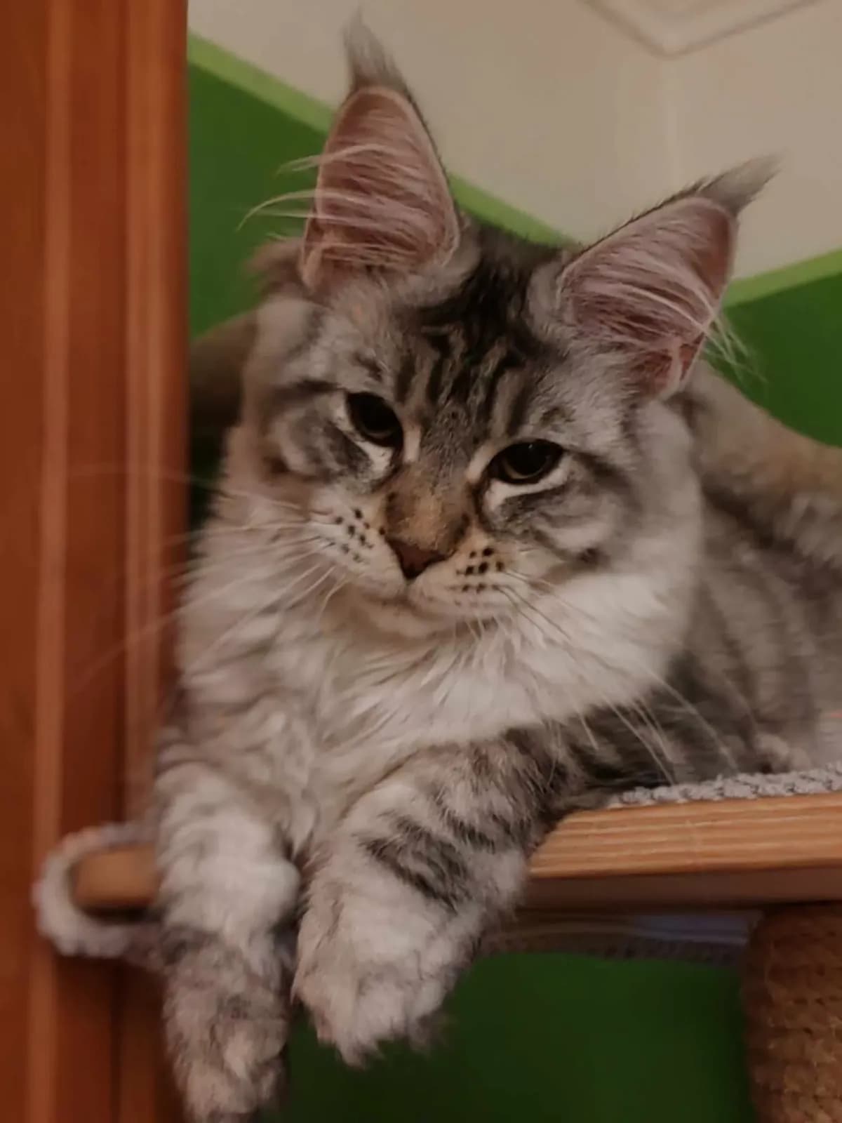 Egykori kiscicánk új otthonában