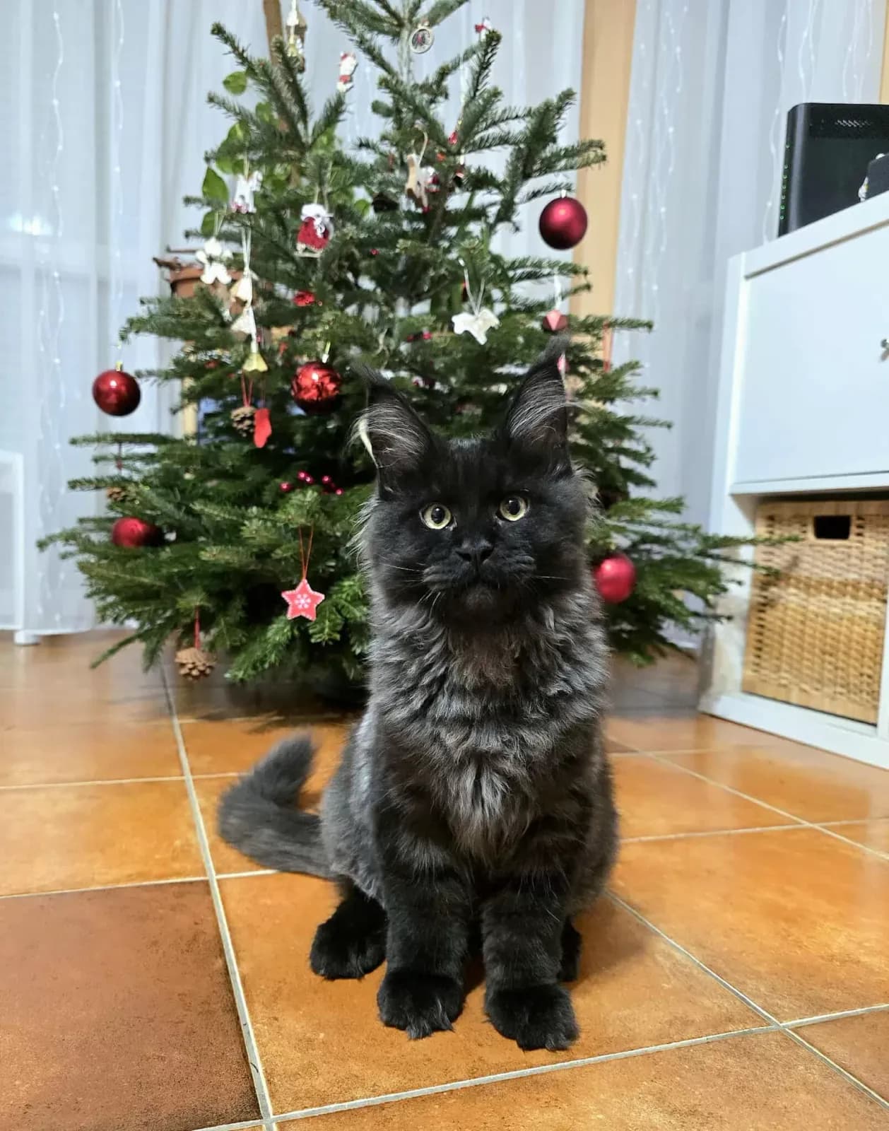 Egykori kiscicánk új otthonában
