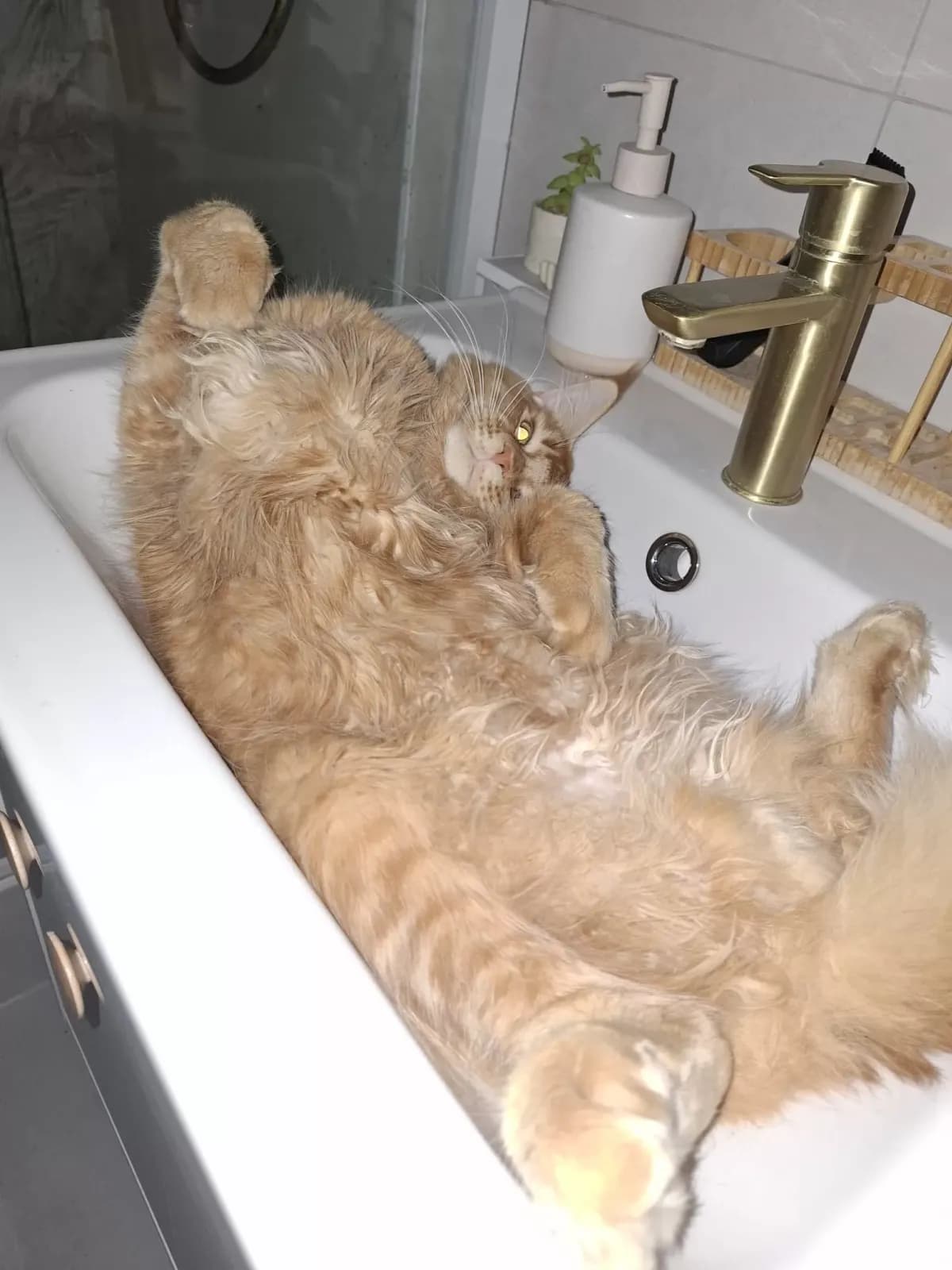 Egykori kiscicánk új otthonában