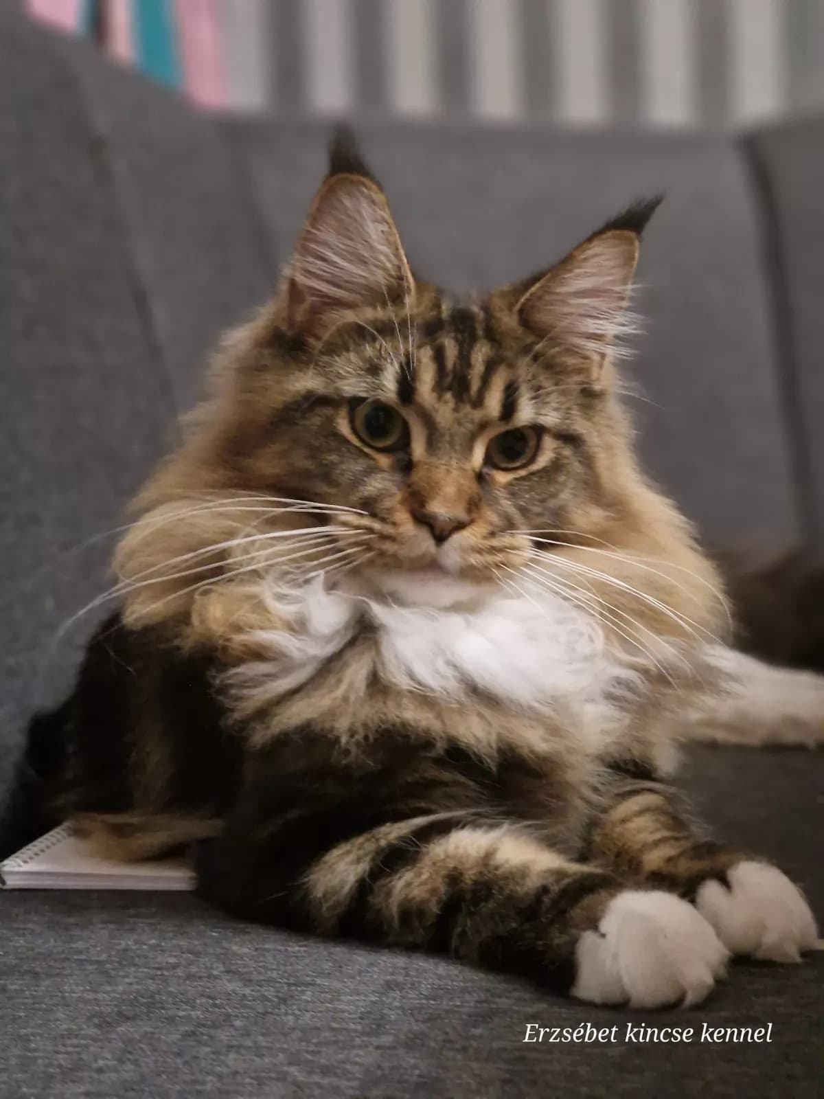 Velvet-Soled Izara, Maine Coon